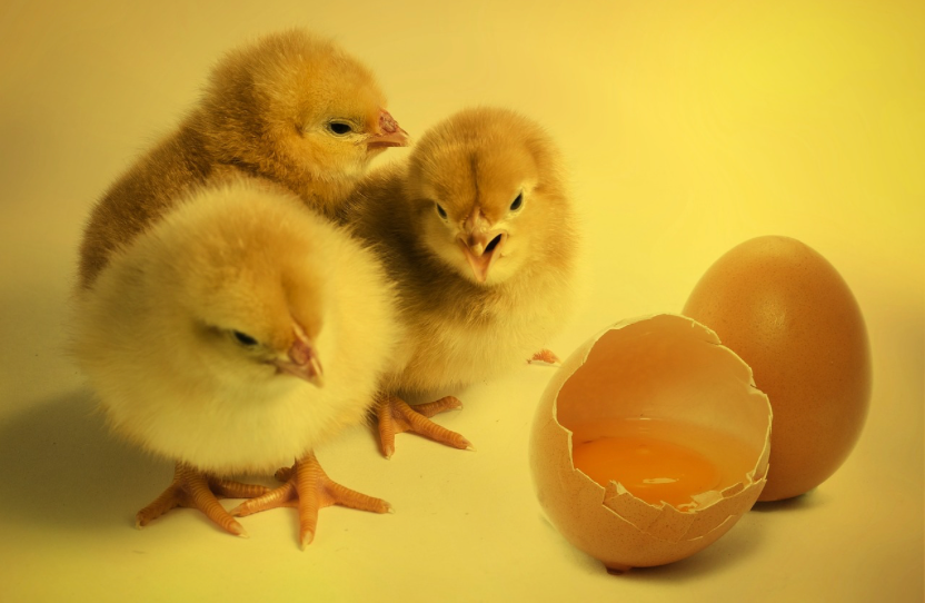 Happy Chickens